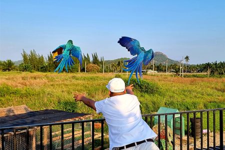 Cafe-Hua-Hin-Parrots
