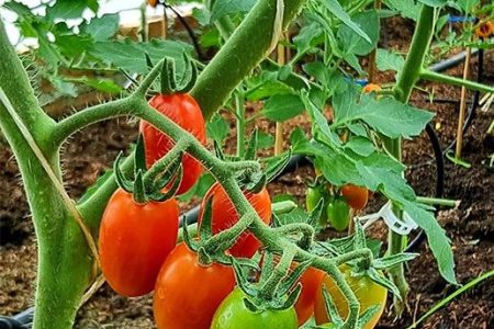 Veggies-8-pyr18tw1xrgy3gv7piqefwlk5hdzi54prnopj8a5ts